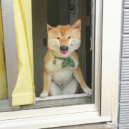 盗号狗木琴爆炸