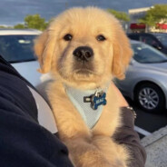 体弱多病牛牛超硬