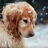 这残局咋输嘛！