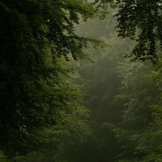 nettle