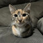 Porkchop2659