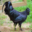 Ebony Rooster