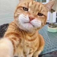 美少女战士美羊羊