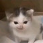 das war ein befehl's avatar