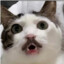 PopOff
