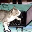 cat on da puter!
