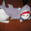 Catshark