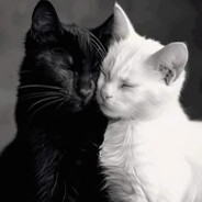 [Sinner] xaipa bi cmg haij bn