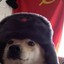 Comrade Doggo