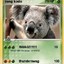 Koala Lumpsnur