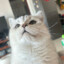 莎啦啦