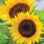 Sunflower11