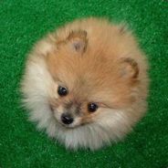 -[.40cal ]- VanillaGirl ***