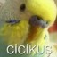 cicikuş
