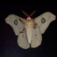 Herbert da Moth