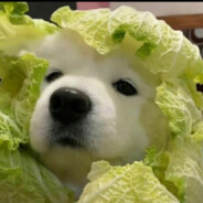 阳光开朗阴暗批