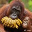 Orangután peruano comiendo plá