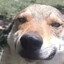 perro amigo