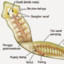 platyhelminthes