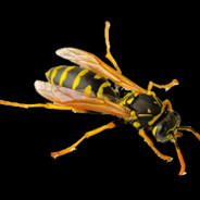 the human wasp