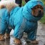 Dog in Blue Raincoat