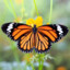 MochiBug