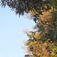 treezen avatar