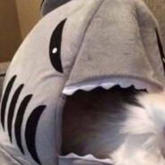 Archangel - steam id 76561198930452660