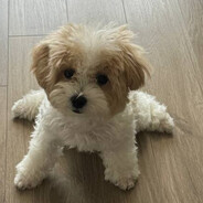 azuro avatar