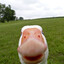 Donald Duck