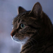 被铁链拴住的狗