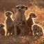 Baby Meerkat