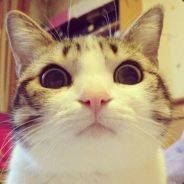 IOWA Class  1,2,3＆4