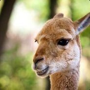 foreverllama