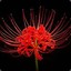 Red Spider Lily