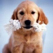 守护小狼公主的骑士