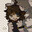ᶜʰᵉᵉˢᵉ ᴿᵃᵗ
