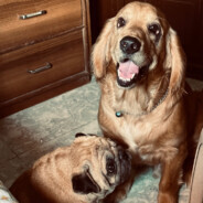 『O』『M』『A』『G』