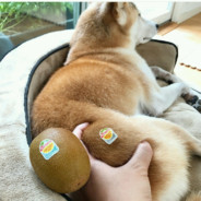 은행나무털이범