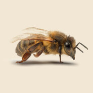 worker bee