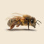 worker bee
