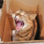 NekoItashi