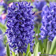 Ad_Hyacinth