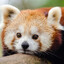 RedPanda