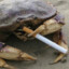 just a crab, seriously