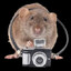 Photography Rat