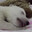 SleepyBear