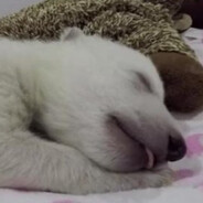 SleepyBear