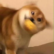 猪脑过载中——————