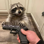 Racoon with a Gun